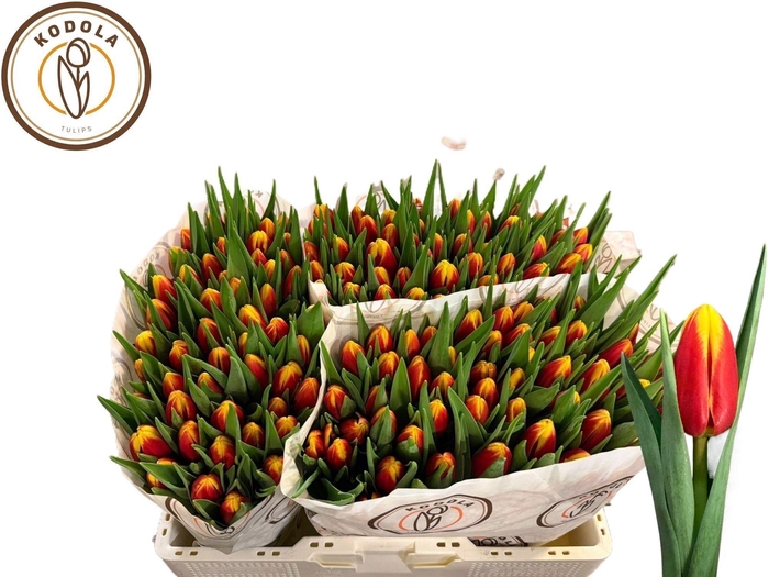 <h4>TU EN DENMARK</h4>