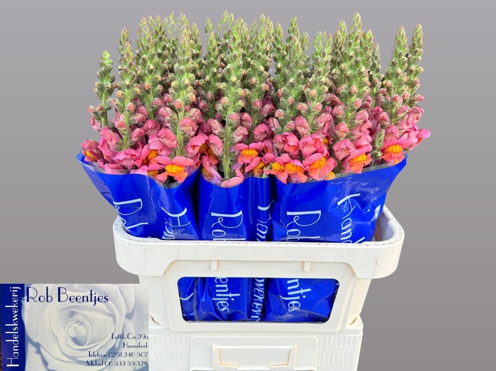 <h4>ANTIR AVIGNON D ORAN</h4>