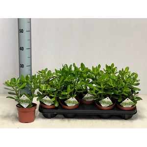 CRASS OVATA