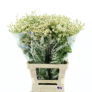 Tana Pa Single Vegmo