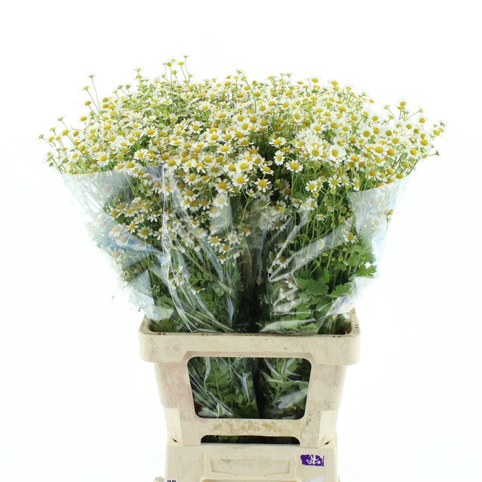 <h4>Tana Pa Single Vegmo</h4>