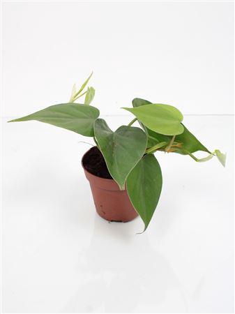 <h4>Philodendron Scandens *</h4>