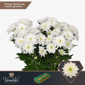 CHRYSANTHEMUM TR 'PINA COLADA'