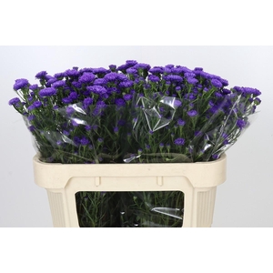 Aster Astee Dark Milka