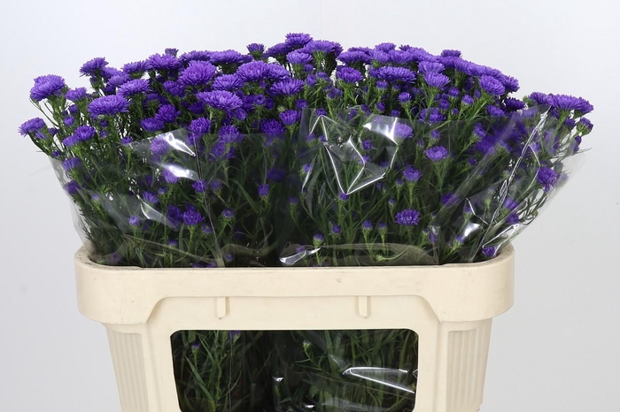 <h4>Aster Astee Dark Milka</h4>