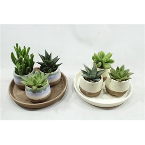 Pl01 Succ Bord 3 Potjes