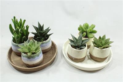 <h4>Pl01 Succ Bord 3 Potjes</h4>