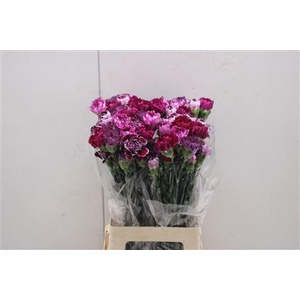 Di St Rainbow Mix Purple