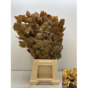 GESTABILISEERD EIK GEEL