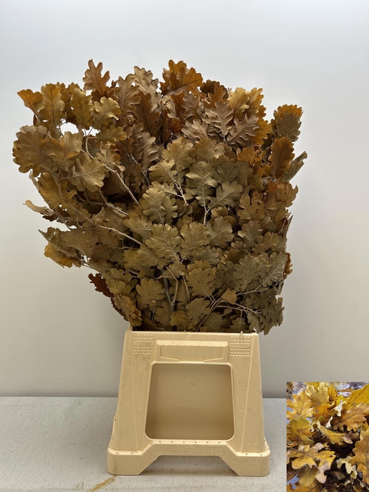 <h4>GESTABILISEERD EIK GEEL</h4>