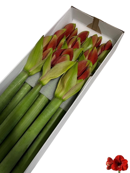 <h4>HIPP GA FERRARI</h4>