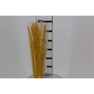 PLANTA SECA FLOR DE MILHO AMARELO 60 CM