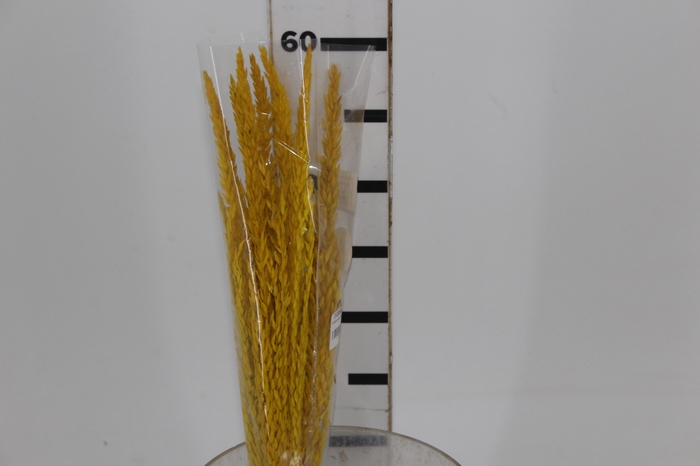 <h4>PLANTA SECA FLOR DE MILHO AMARELO 60 CM</h4>
