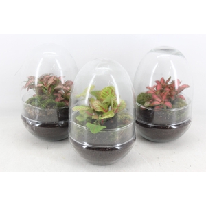 arr3 WR - Terrarium Oeuf x6 Fittonia