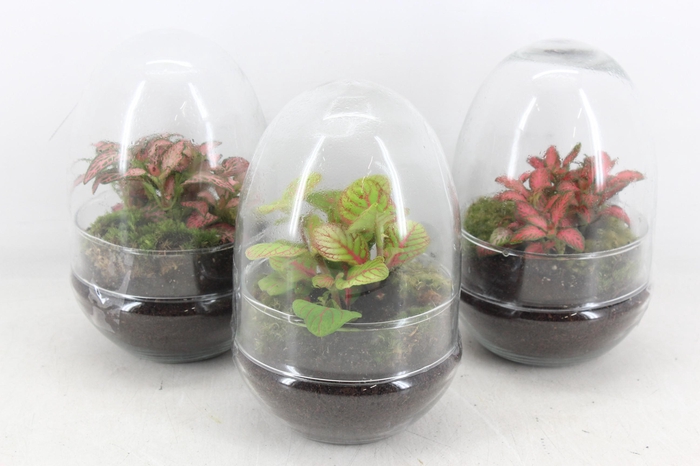<h4>arr3 WR - Terrarium Oeuf x6 Fittonia</h4>