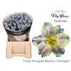TU FR FRINGED MYSTIC TWILIGHT