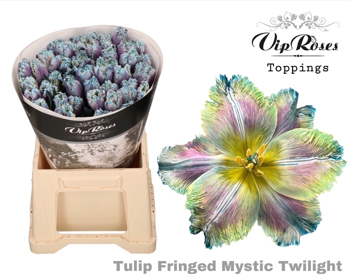 TU FR FRINGED MYSTIC TWILIGHT