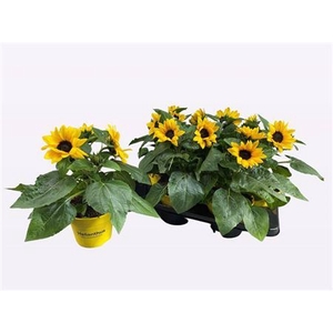 Helianthus annuus Sunray Yellow
