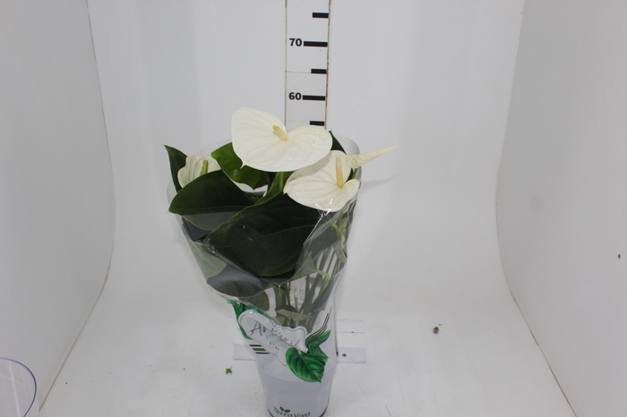 <h4>ANTHURIUM ALASKA P17</h4>