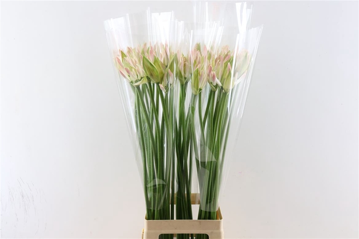 <h4>Nerine Bicolor Bionce</h4>