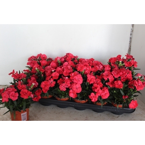 DIAN OSC RED