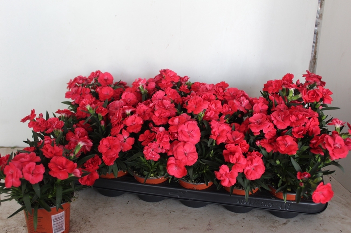 <h4>DIAN OSC RED</h4>