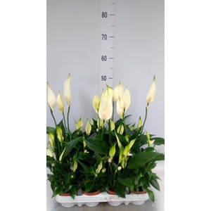 Spathiphyllum   ...