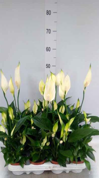 <h4>Spathiphyllum   ...</h4>