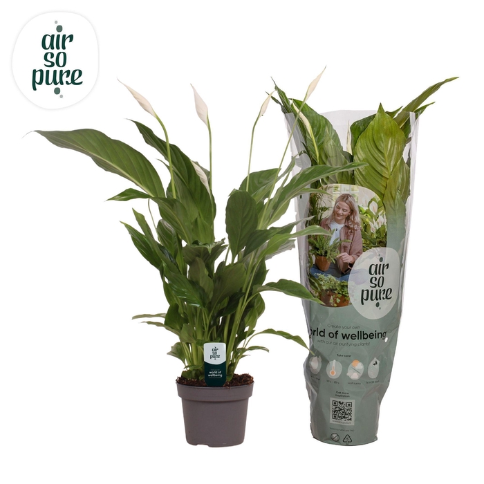 <h4>Spathiphyllum 13 cm Strauss Air So Pure</h4>