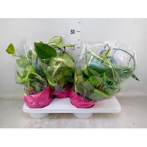 Epipremnum pinn. 'Global Green'