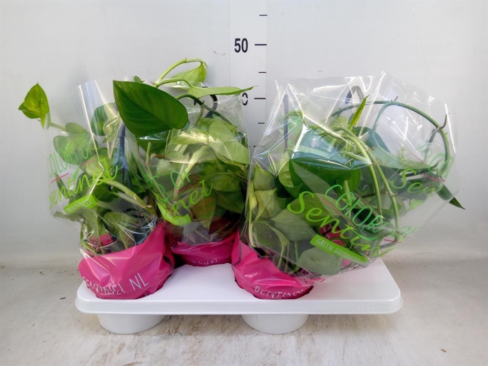 <h4>Epipremnum pinn. 'Global Green'</h4>