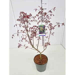 Acer palmatum Trompenburg