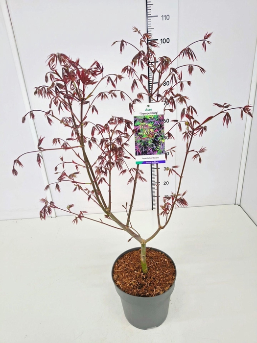 <h4>Acer palmatum Trompenburg</h4>