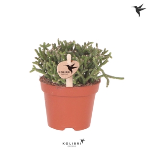 Kolibri Greens Rhipsalis Cereuscula Gold