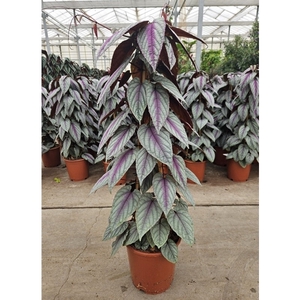 Cissus Violet Vine piramide