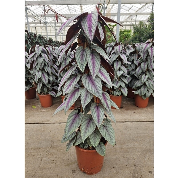 <h4>Cissus Violet Vine piramide</h4>