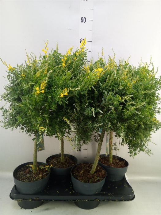 Genista spachiana