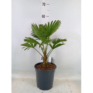 Trachycarpus wagnerianus