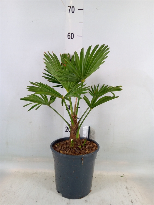 <h4>Trachycarpus wagnerianus</h4>