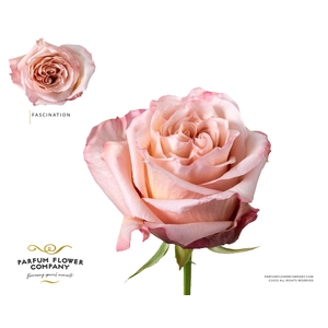 Rosa Garden Fascination