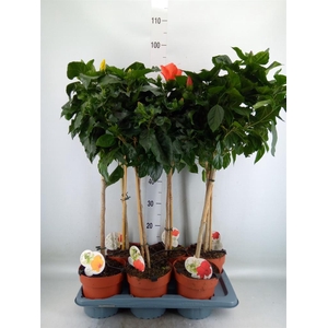 Hibiscus rosa-sin. 'Sunny'  ..mix