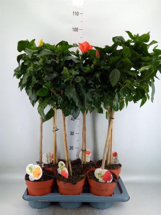 <h4>Hibiscus rosa-sin. 'Sunny'  ..mix</h4>