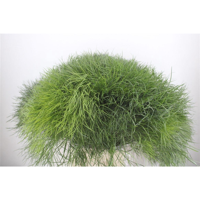 <h4>Corallo P Bunch</h4>