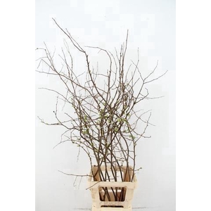 CHAENOMELES SUPERBA WHITE EXTRA 080CM