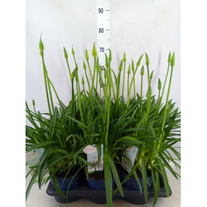 Agapanthus  'Amourette Superb Whit'