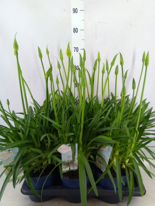 <h4>Agapanthus  'Amourette Superb Whit'</h4>