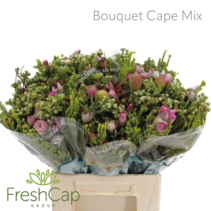 <h4>Bouquet Cape Mix</h4>