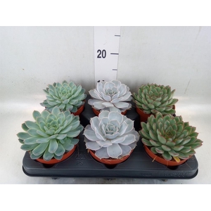 Echeveria   ...mix