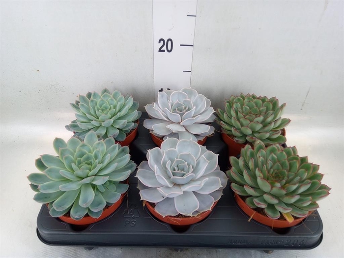 <h4>Echeveria ...mix</h4>