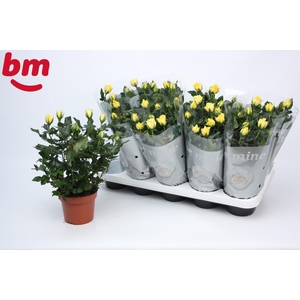Rosa Yellow Beau Monde (12 cm)